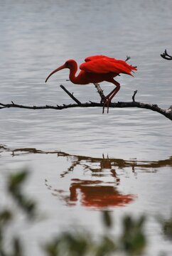 Corocoras,garzas,toda clase de aves acuaticas se pueden admirar en nuestros parques nacionales.