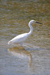 Corocoras,garzas,toda clase de aves acuaticas se pueden admirar en nuestros parques nacionales.