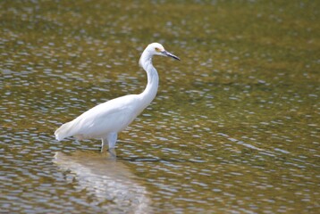 Corocoras,garzas,toda clase de aves acuaticas se pueden admirar en nuestros parques nacionales.