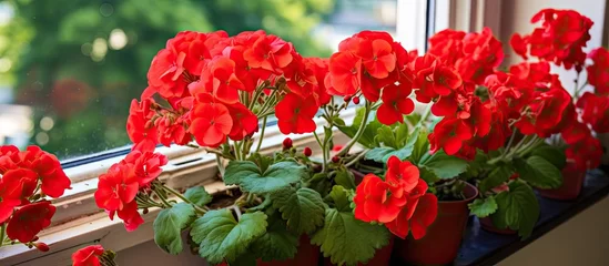 Fototapeten A variety of red flowers, including flowering plants and shrubs, are arranged on a window sill overlooking a grassy landscape © AkuAku