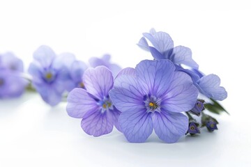 forget me not flowers isolated on white background