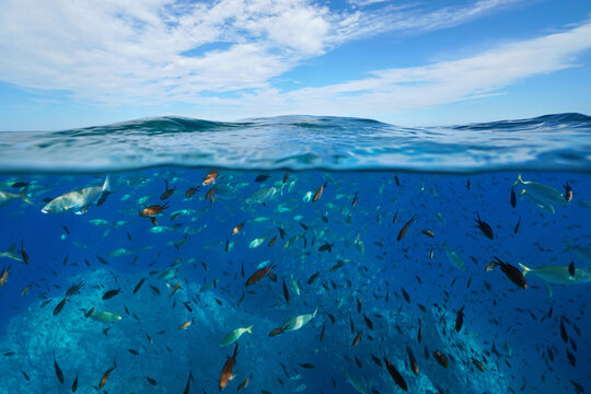 Fish shoal underwater in the Mediterranean sea and blue sky with cloud, split view over and under water surface, natural scene, France