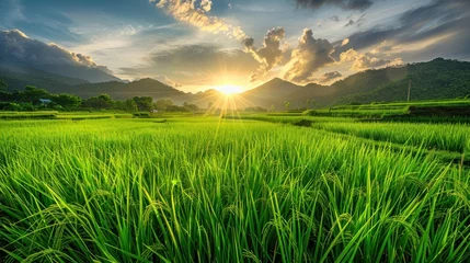 Foto op Canvas Fresh large green rice field on the morning landscape. AI generated image © yusufadi
