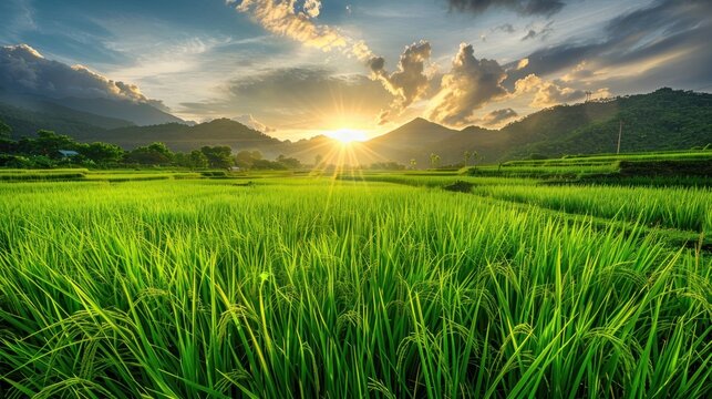 Fresh large green rice field on the morning landscape. AI generated image