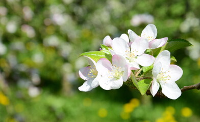 Apple Tree Blossoms - Apple Tree Blossoms in Bloom in South Tyrol