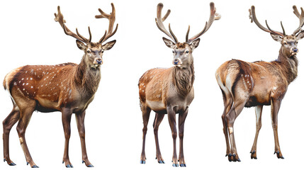 Fototapeta premium Red deer collection (portrait, standing, side view), animal bundle isolated on a white background 
