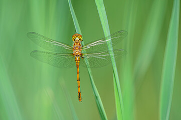 Libellula