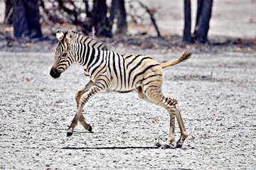 Zebras in der Wildnis