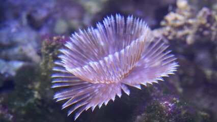 Naklejka na ściany i meble Feather Duster Worms are named for their distinctive feathery appendages, known as radioles, which they use for filter feeding and respiration. |光纓蟲屬