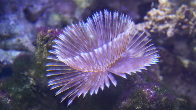  Feather Duster Worms are named for their distinctive feathery appendages, known as radioles, which they use for filter feeding and respiration. |光纓蟲屬