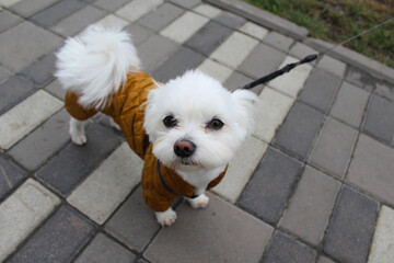  Jack Russell terrier in a brown overalls on a walk on a city street