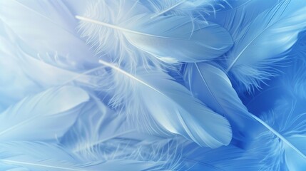 Blue and white feathers background. Soft colors