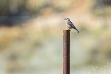 Female Western Bluebird, Sialia mexicana, Perching in Baja California