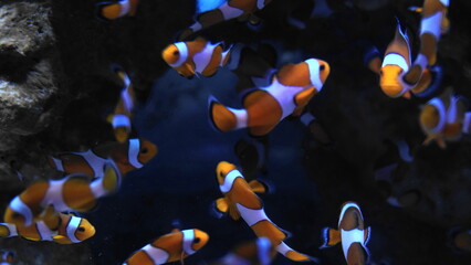 Clownfish are known for their vibrant colors and distinctive markings. They typically have bright...