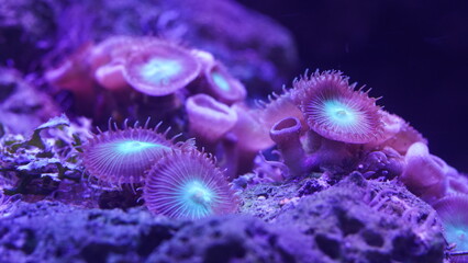 Purple button polyps are a type of colonial soft coral belonging to the genus Zoanthus or related...