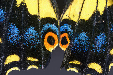 Anise Swallowtail Butterfly, Papilio zelicaon, Extreme Closeup of Wing Scales