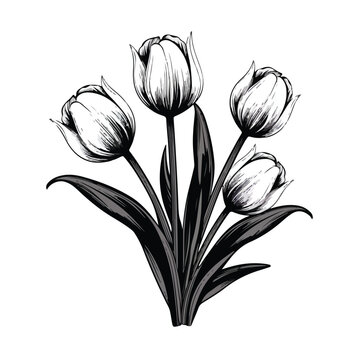 Tulips Black and White Vector Image flat vector ill