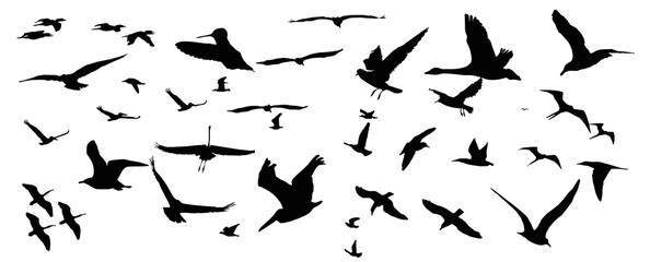 set of silhouettes of birds