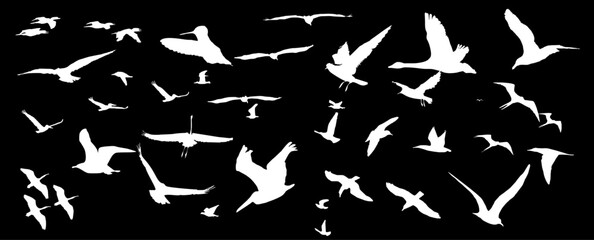 Bird Pack - Vector Illustration, Silhouette, Black Background, Isolated