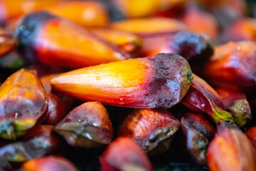 Ripe pine nuts, fruits of the Brazilian tree Araucaria angustifolia