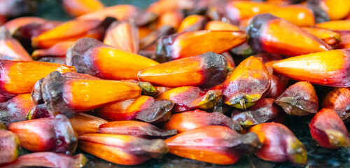 Ripe pine nuts, fruits of the Brazilian tree Araucaria angustifolia