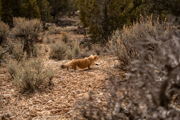 House Cat that Looks like a Squirrel Outside Utah Ginger Scottish Straight