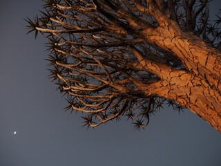 Quiever treen at night
