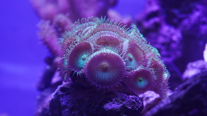 Purple button polyps are a type of colonial soft coral belonging to the genus Zoanthus or related...