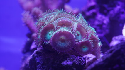 Purple button polyps are a type of colonial soft coral belonging to the genus Zoanthus or related...