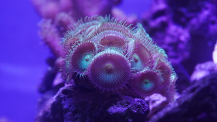 Purple button polyps are a type of colonial soft coral belonging to the genus Zoanthus or related...