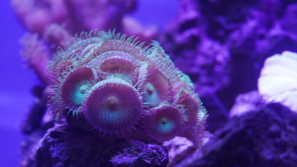 Purple button polyps are a type of colonial soft coral belonging to the genus Zoanthus or related genera. They are characterized by their small|纽扣珊瑚