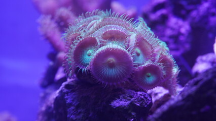 Purple button polyps are a type of colonial soft coral belonging to the genus Zoanthus or related...