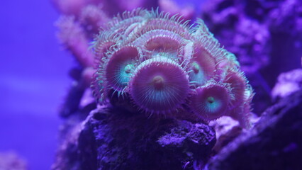 Obraz na płótnie Canvas Purple button polyps are a type of colonial soft coral belonging to the genus Zoanthus or related genera. They are characterized by their small|纽扣珊瑚