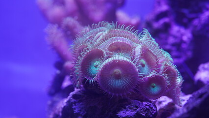 Purple button polyps are a type of colonial soft coral belonging to the genus Zoanthus or related...