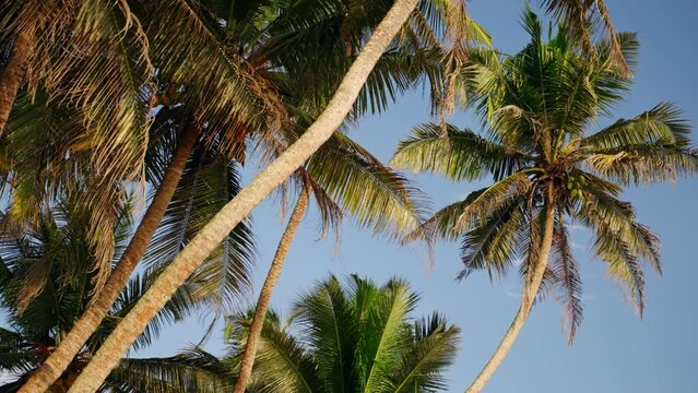 Tropical palm trees sway gently against clear blue sky. Exotic beach destination with lush flora. Travel and tourism in serene seaside landscape. Nature background for relaxation and vacation.