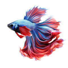 Fototapeta premium fish isolated on white background