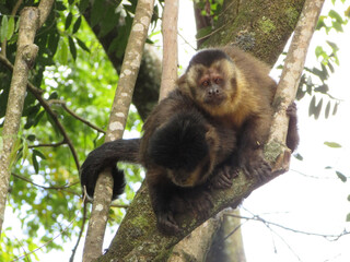 A couple and capuchin monkeys looking at the camera in the middle of the forest