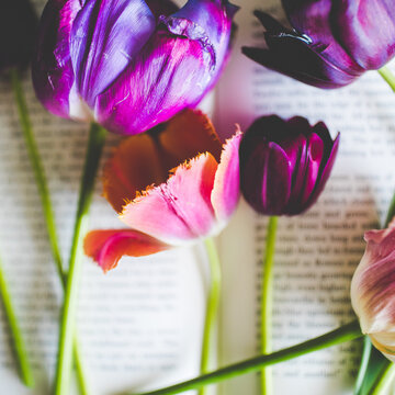 Closeup Flower Photography of Tulips: Square Photograph of Pink and Purple Tulips with Unique Color Patterns, Tulips Lying on Books with Bright Green Stems, Spring Garden Flowers 