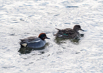 コガモのペア