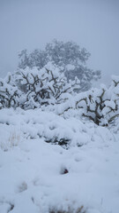 snow covered cacti in the desert
