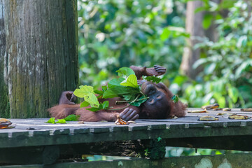 orangutans or pongo pygmaeus is the only asian great found on the island of Borneo and Sumatra