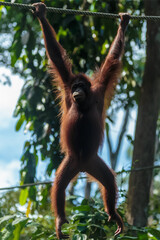 orangutans or pongo pygmaeus is the only asian great found on the island of Borneo and Sumatra