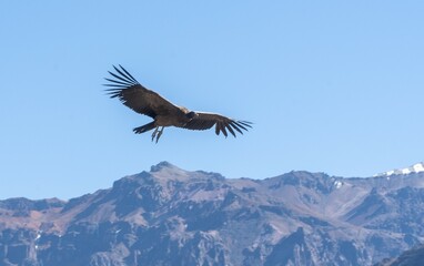 Condor