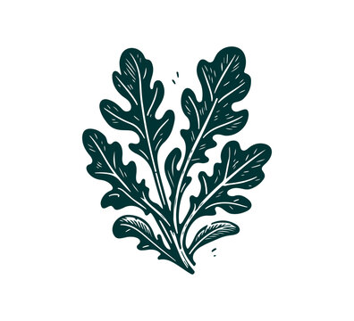 arugula leaf hand drawn vector illustration