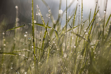 Morning dew on the grass in the sunlit forest