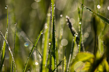 Morning dew on the grass in the sunlit forest