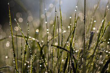 Morning dew on the grass in the sunlit forest