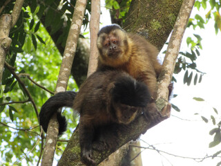 Two large capuchin monkeys on a tree in the middle of the forest