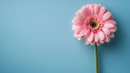 Fototapeten fresh flower on blue background. © Creative artist1