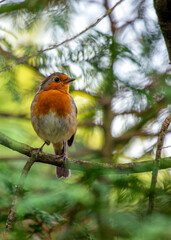 European Robin Red Breast (Erithacus rubecula) in National Botanic Gardens, Dublin, Ireland